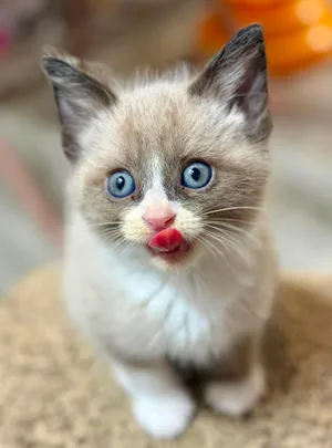 Harry - Sweet and affectionate