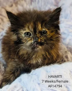 Havarti