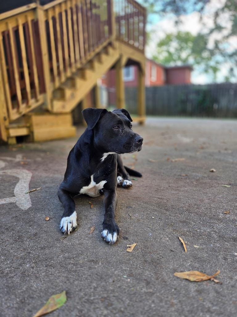 Tuxedo Bully Mix (Courtesy Post)