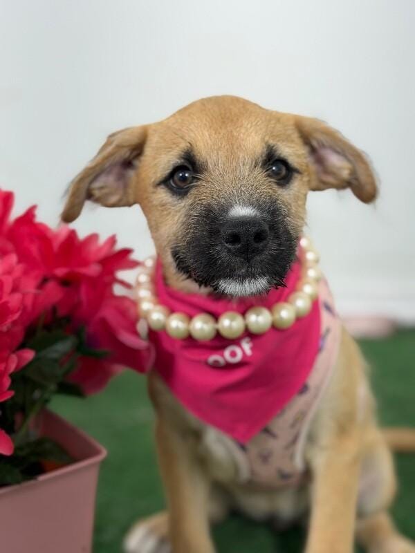 Wendy-One of our Amazing Rescue Dogs