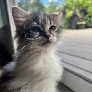 Jinx