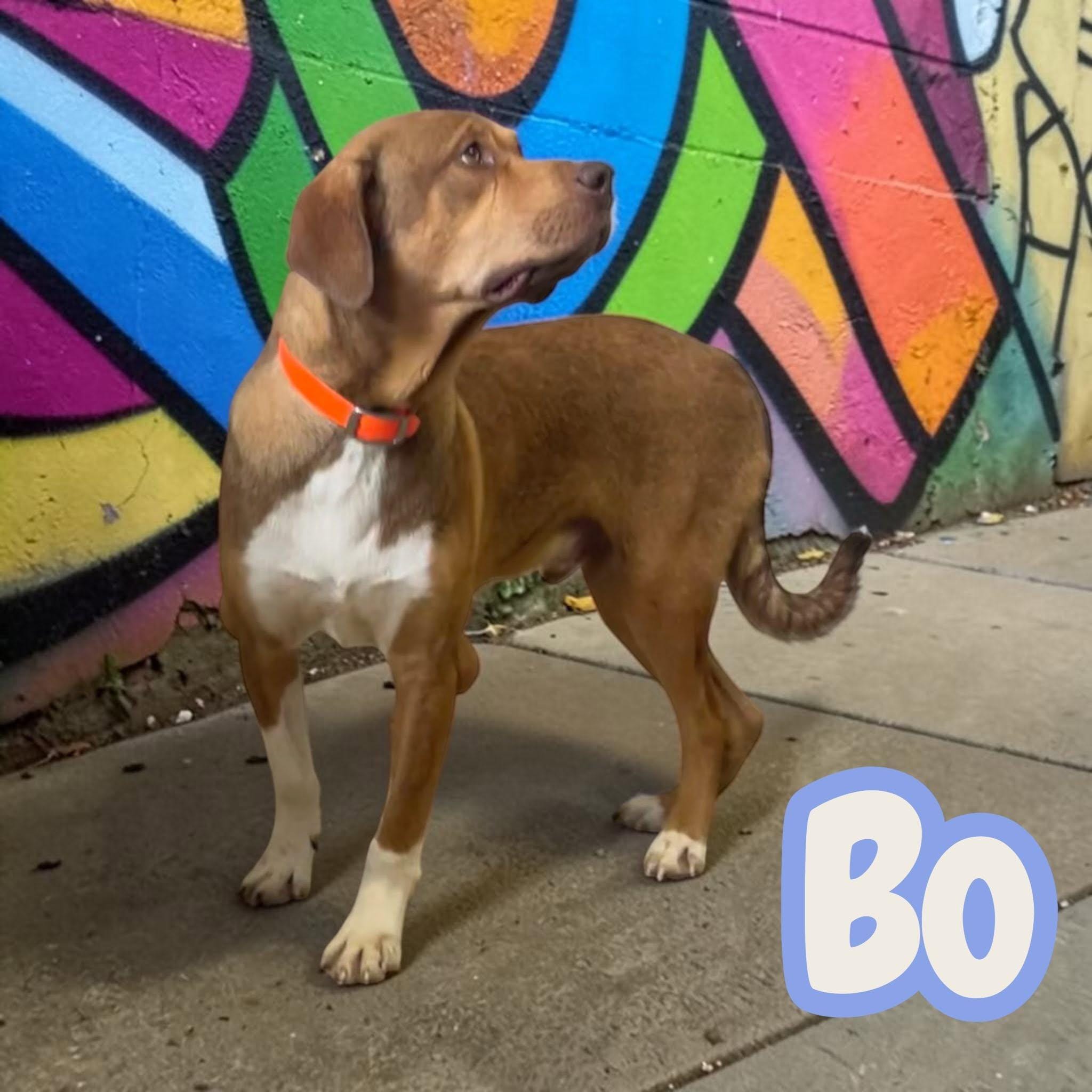 Bo - Your new best friend - smart, sweet, snuggly - dog & kid friendly