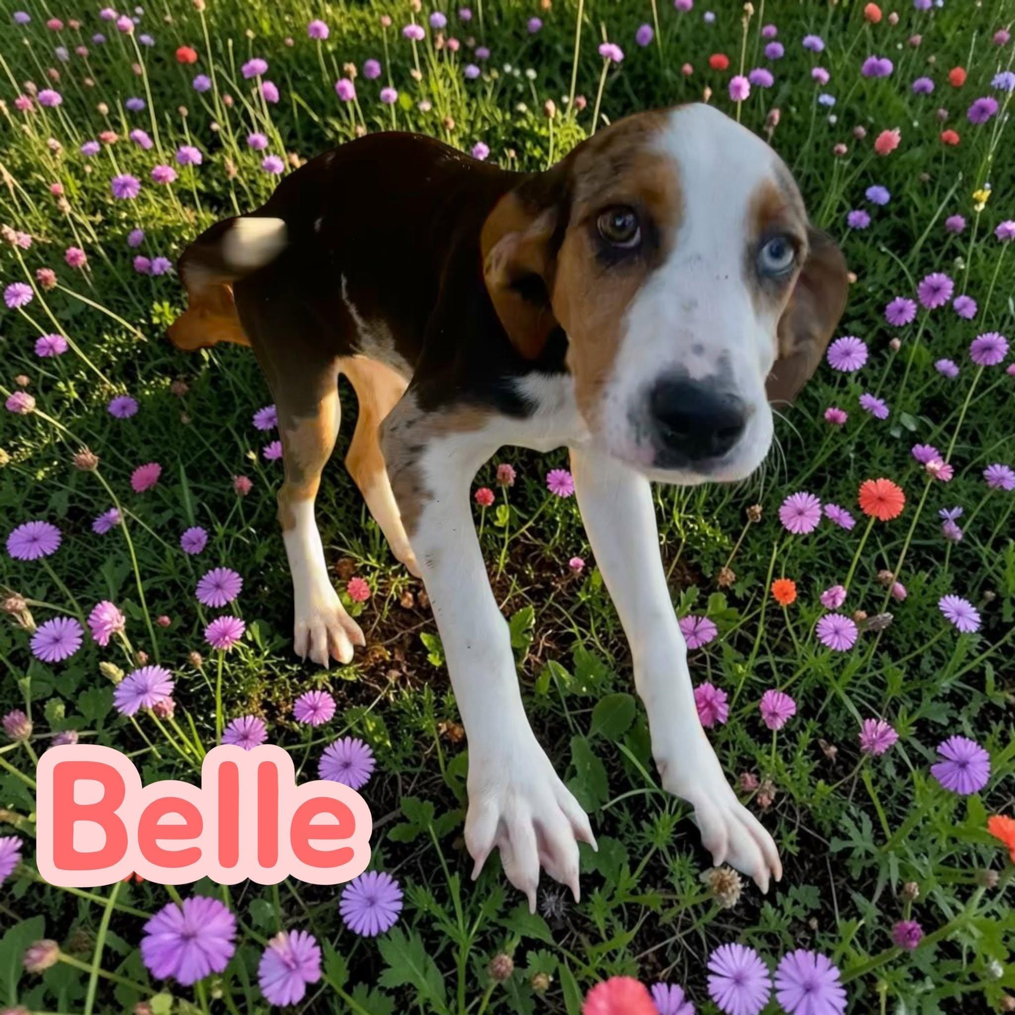 Belle - a beautiful sweetheart