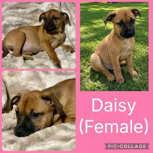Daisy