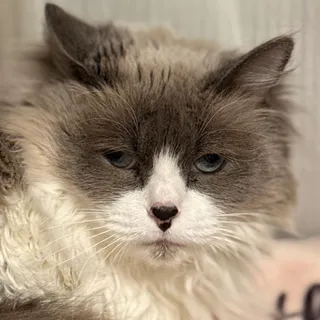 Frankie