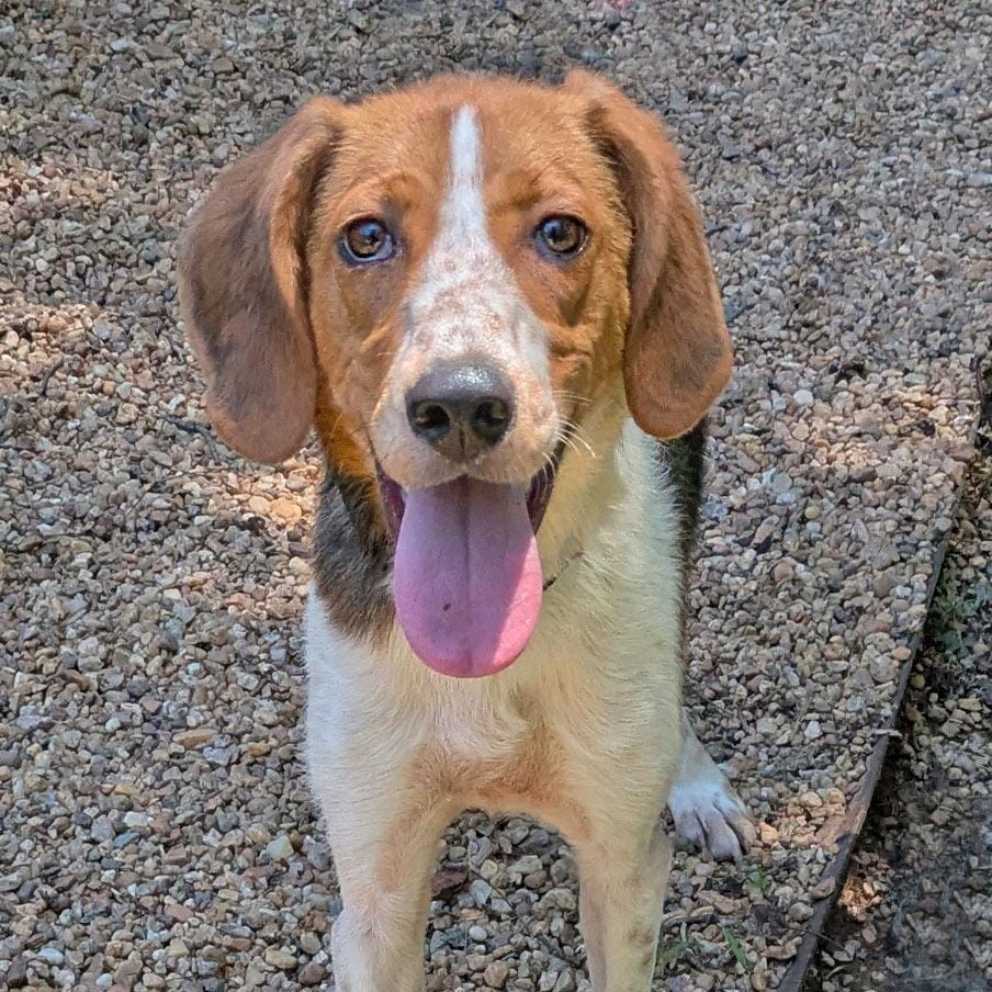 Dixie