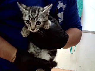 STEWIE