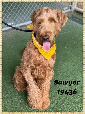 SAWYER see also BRODY