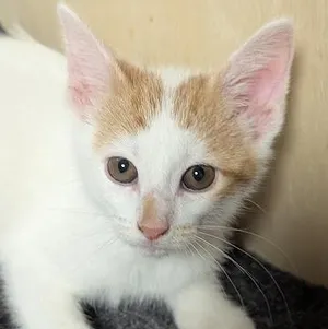 Marvin