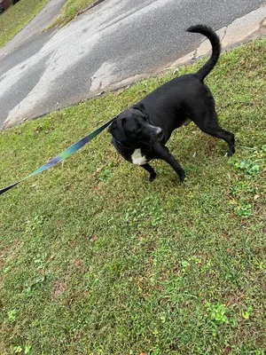 Oreo (Courtesy Post)