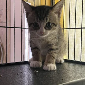 Gizmo