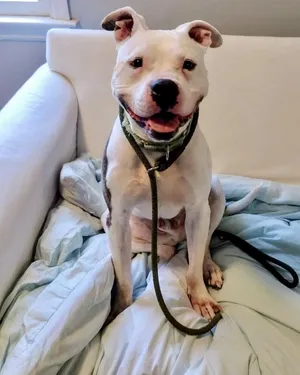 Cosmo