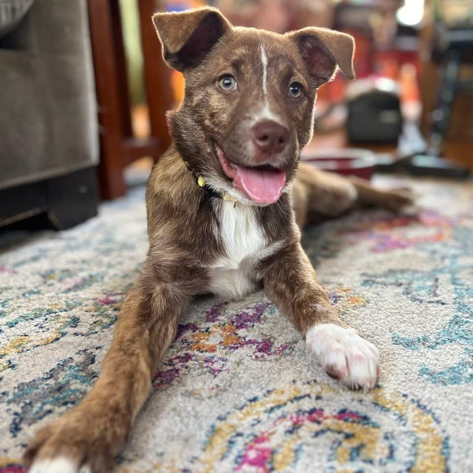 Lyra