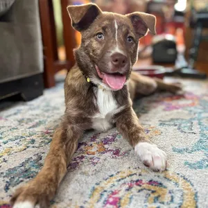 Lyra