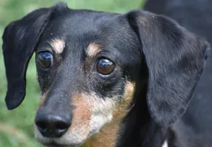 Dixie in TN (looking for a forever foster)