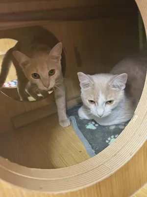 Peekaboo