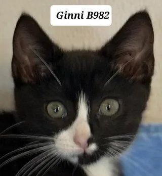 Ginni