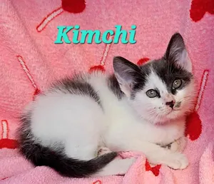 Kimchi