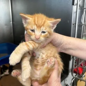 Boykitten2