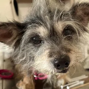 Mazie
