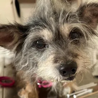 Mazie
