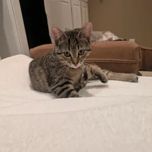 Demepurr