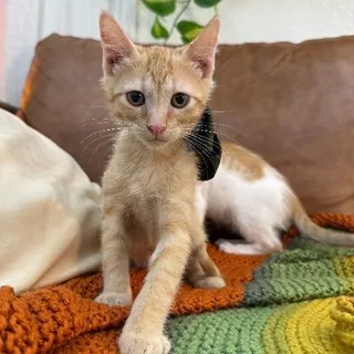 Ranger Roo