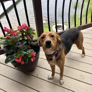 Annie