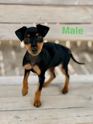 Mary Jane pup3