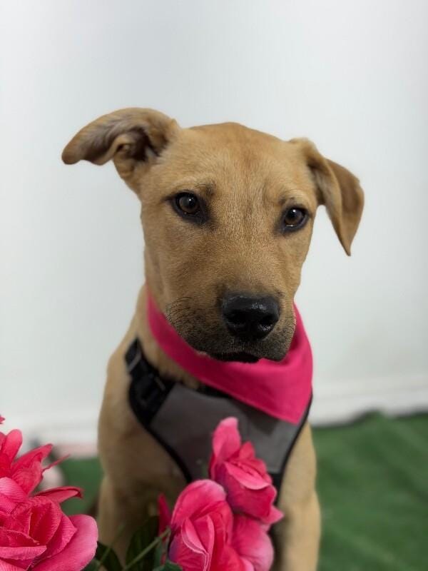 Ben-One of our Amazing Rescue Dogs