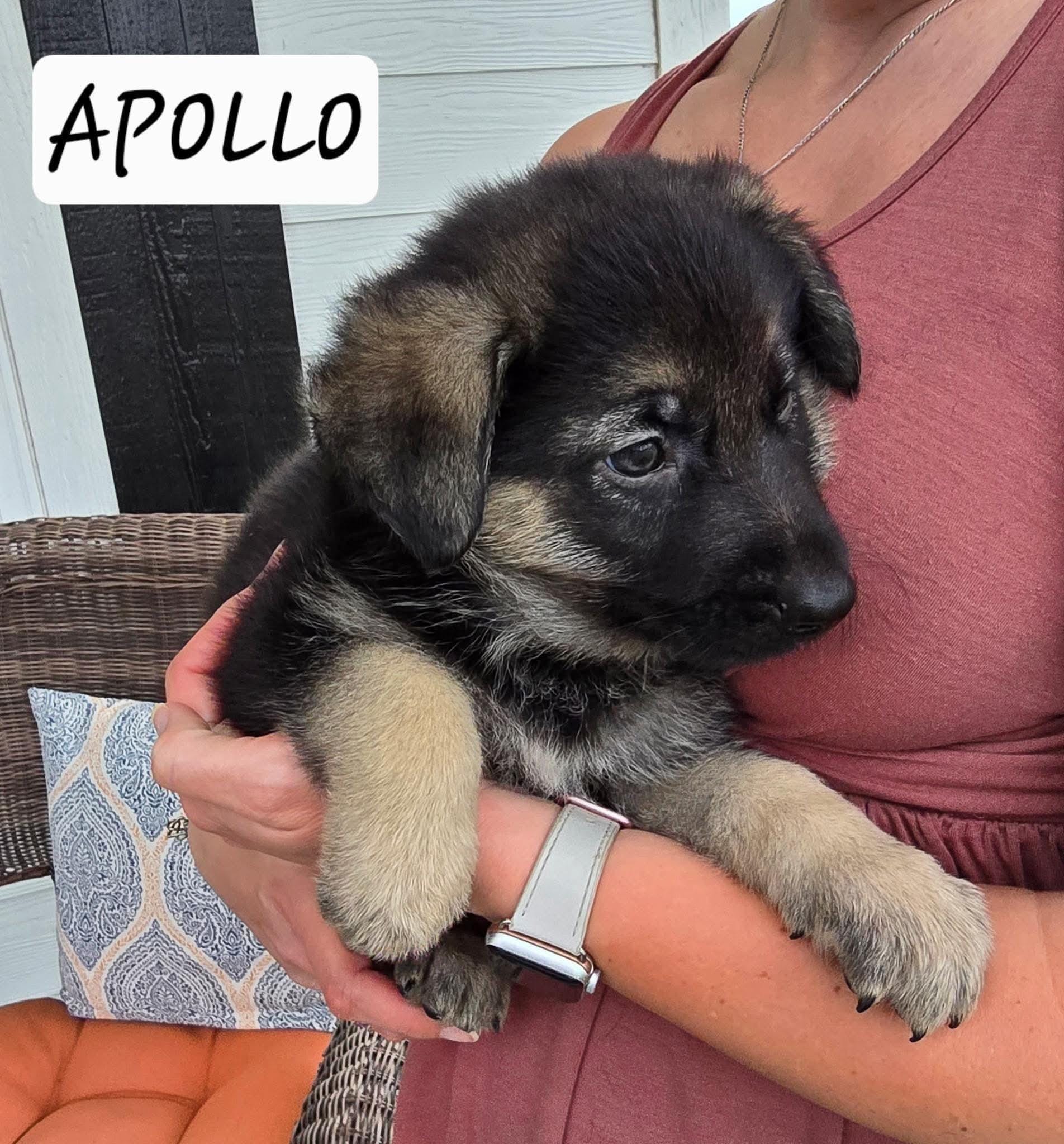 Apollo the pup!