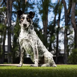 Scoop