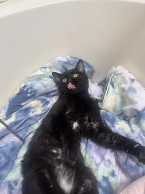 Zeus