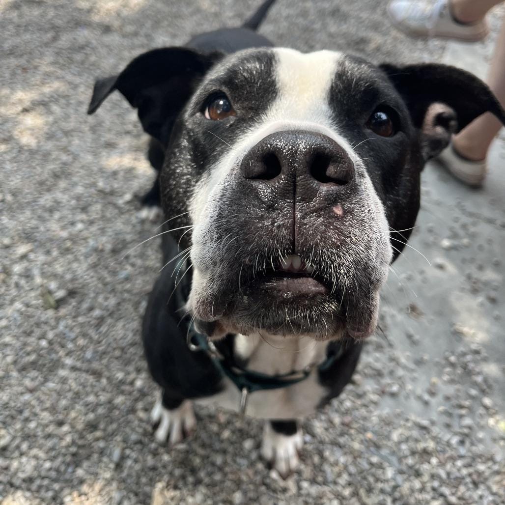 Stella