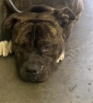 MAXIMUS
