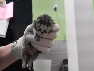 RALSEI