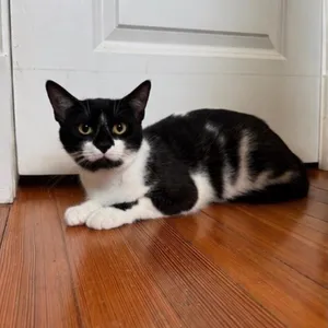 Stache
