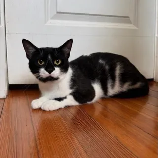 Stache