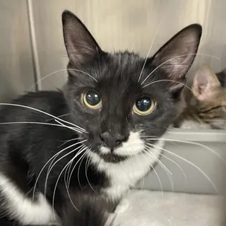 Myrtle (Bonded)