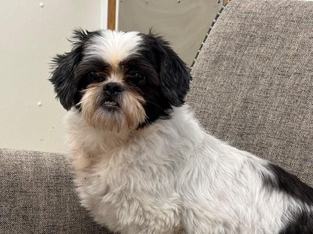 Bandit