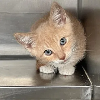 Quinn