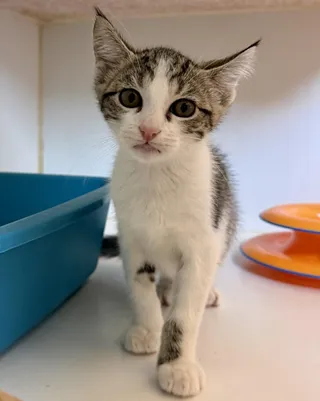 Chip (bonded w/ Fish)
