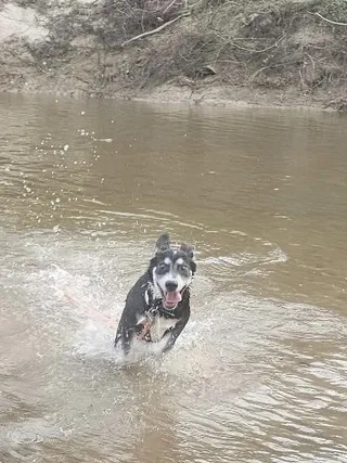 Rocket