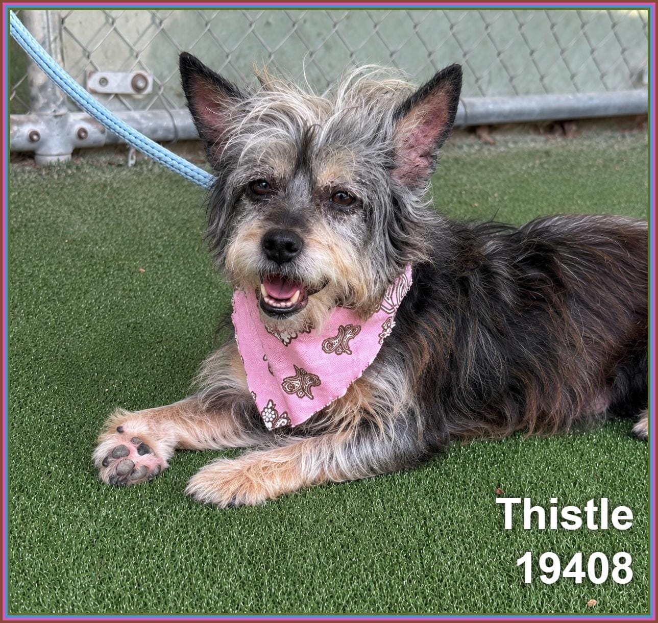 THISTLE