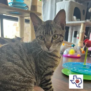 Liberty (Libby)