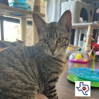 Liberty (Libby)