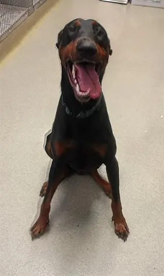 DRACO