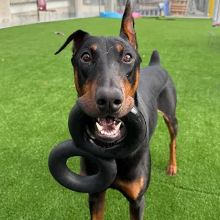 Drago