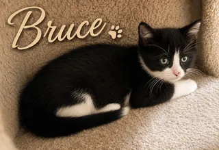 Bruce (FCID# 06/04/2026 - 43 West Chester PS) K