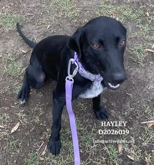 Hayley